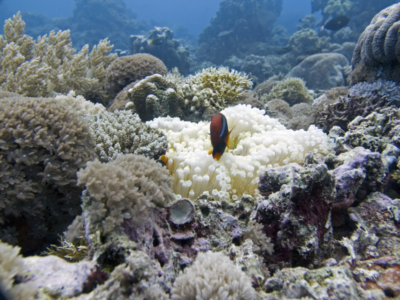 Clown Fish, The Point